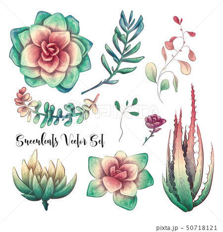 Green colorful succulent bouquets vector design Green colorful succulent bouquets vector design 50718121