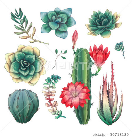 Hand drawn colorful cactuses and succulent set. 50718189