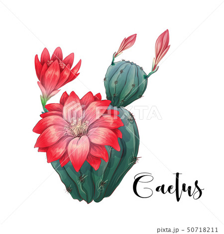 Cactus in desert vector and illustration, hand Cactus in desert vector and illustration, hand 50718211