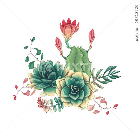 Card with cactuses and succulents set. Plants of 50718226