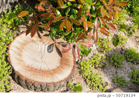 シャクヤク ケシ ラベンダー 50719134