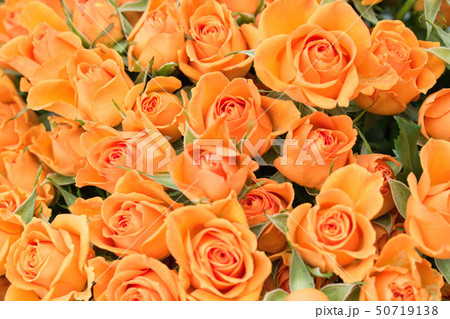 シャクヤク ケシ ラベンダー 50719138