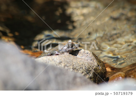 カジカガエル カジカガエル 50719379