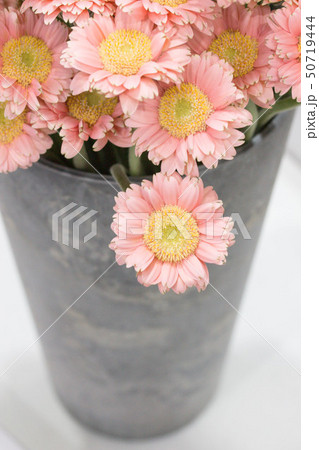 シャクヤク ケシ ラベンダー 50719444