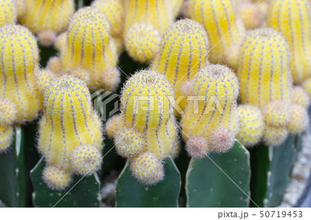 シャクヤク ケシ ラベンダー 50719453