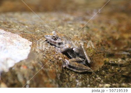 カジカガエル カジカガエル 50719539