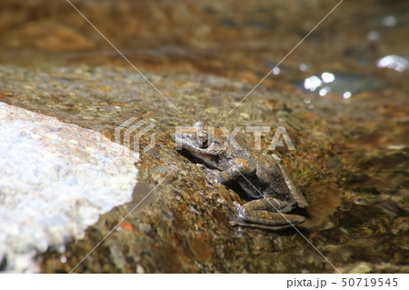 カジカガエル カジカガエル 50719545