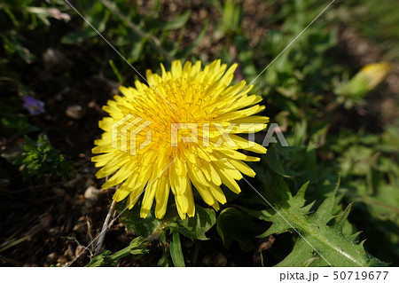 タンポポ 50719677