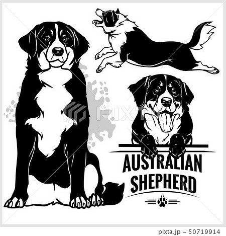 Australian Shepherd Dog Vector Set Isolated のイラスト素材