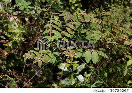 ヌルデの新葉 かぶれる植物の写真素材