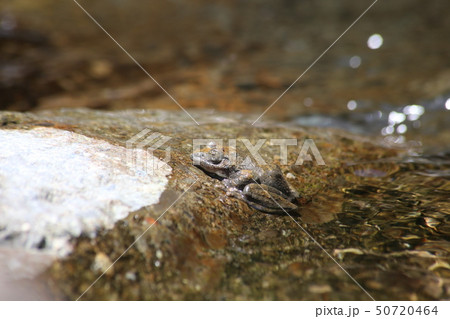 カジカガエル カジカガエル 50720464