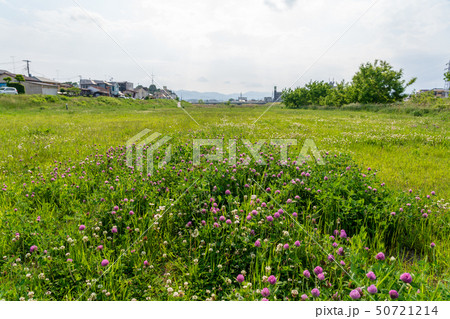 春の花が咲く広い河川敷 春の花が咲く広い河川敷 50721214