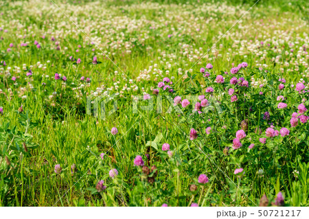 春の花が咲く広い河川敷 50721217