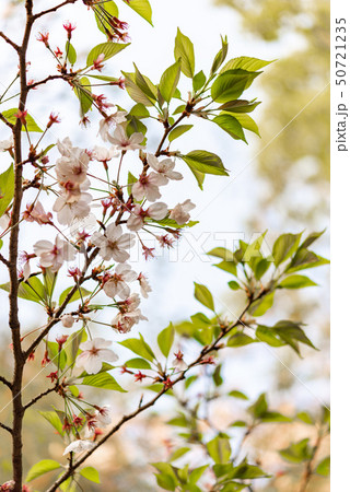 桜の葉 50721235