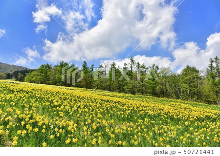 那須マウントジーンズスキー場の水仙の花畑と新緑の林 那須マウントジーンズスキー場の水仙の花畑と新緑の林 50721441
