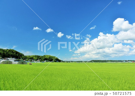 夏の青空と田んぼ 50721575