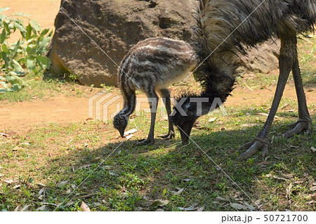 エミューの親子 50721700