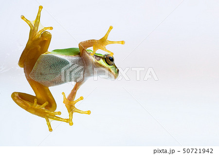 アマガエル 雨蛙 アマガエル 雨蛙 50721942