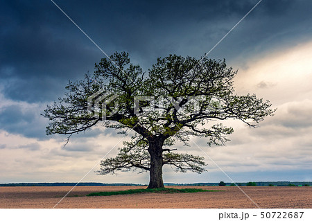 Old oak tree close up in the evening light, Lithuania Europe 50722687