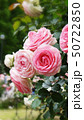 薔薇ガーデン 50722850