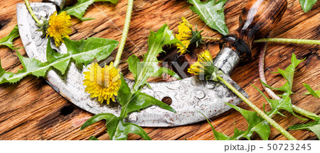 Dandelion plant on table 50723245