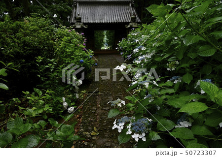 栃木市大平山の大中寺参道に咲くあじさいの花と山門 50723307