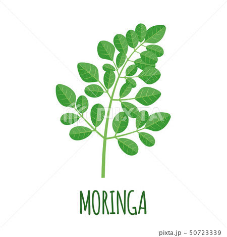 Moringa icon in flat style isolated on white. 50723339