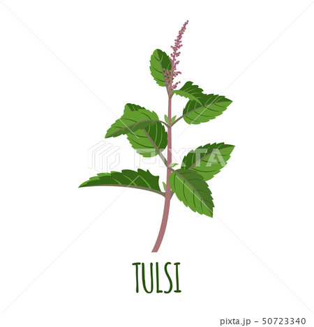 Tulsi icon in flat style on white background 50723340