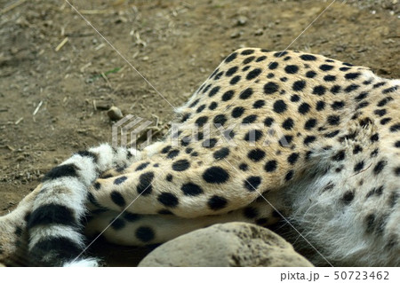 チーターの下半身アップ 50723462