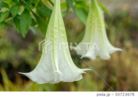 夏に咲く花2 50723676