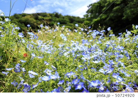 花の国（初夏） 50724920