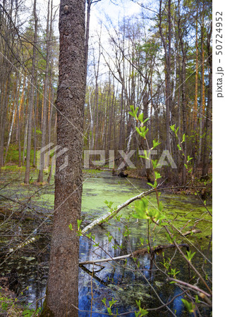 Swamp in the forest. 50724952