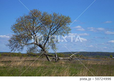One tree in the field. One tree in the field. 50724996