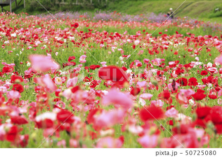 花の国(初夏) 花の国(初夏) 50725080
