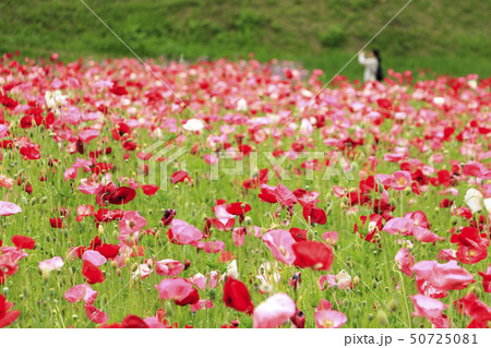 花の国(初夏) 花の国(初夏) 50725081