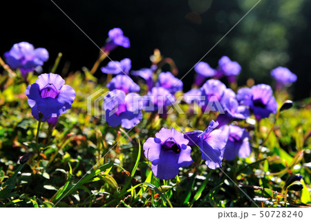 花 フラワー お花 50728240