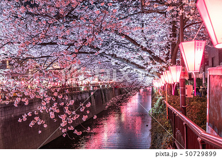東京都 目黒川の夜桜 桜の名所の写真素材