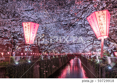 《東京都》目黒川の夜桜・桜の名所 50729918