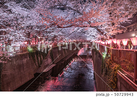 《東京都》目黒川の夜桜・桜の名所 《東京都》目黒川の夜桜・桜の名所 50729943