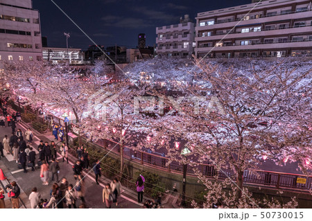 《東京都》目黒川の夜桜・桜の名所 50730015
