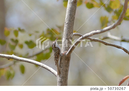 キバシリ 50730267