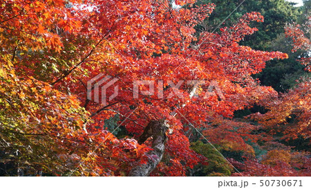 宮島の紅葉 宮島の紅葉 50730671