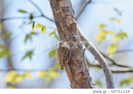 キバシリ 50731134