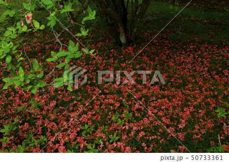 矢板市八方ヶ原大間々台ツツジ群生地のヤマツツジの落花 50733361