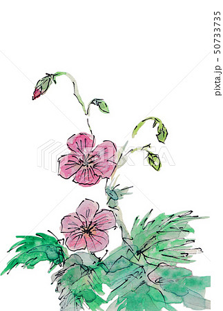 フウロソウ フウロソウ 50733735