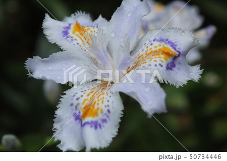 シャガ シャガ 50734446