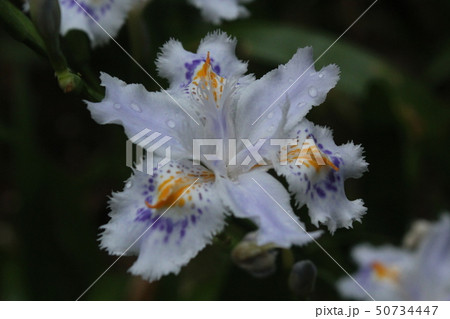 シャガ シャガ 50734447