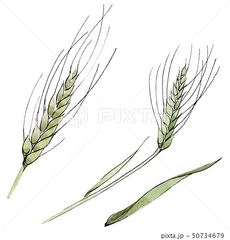 Green ear of wheat and blade of grass. Watercolor background illustration set. Isolated spica 50734679