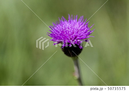 Milk thistle 50735575