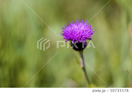 Milk thistle 50735576